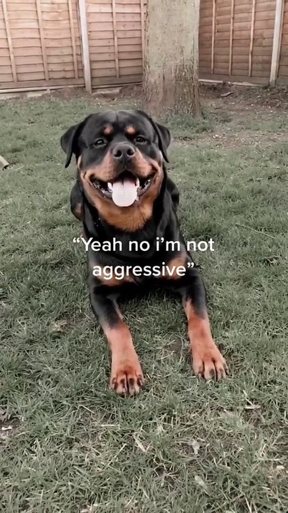 Rottweilers are not aggressive dogs