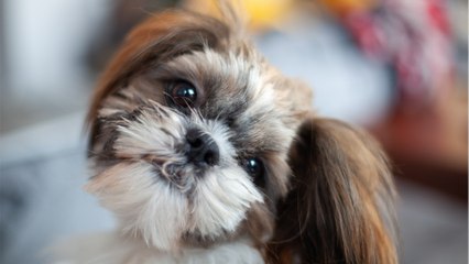 Rescue’s agony as they find an abandoned terrified dog in their car park first thing in the morning