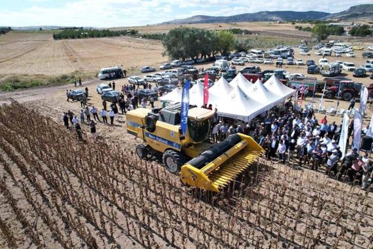 Ankara haber | Kahramankazan Ovası'nı sarıya boyayan ayçiçeğin hasadı başladı