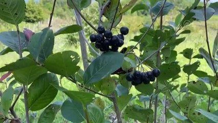 ZONGULDAK - Şehir yaşamından sıkılınca köyde bahçe kurup aronya yetiştirmeye başladı