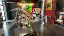 Se subasta un esqueleto de dinosaurio por medio millón de euros: 