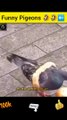 Wolrd Best Intelligence Funny Pigeon Videos | Cute Pigeon Animals Videos | Cute Animals Yt