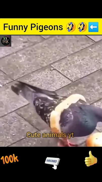 Wolrd Best Intelligence Funny Pigeon Videos | Cute Pigeon Animals Videos | Cute Animals Yt