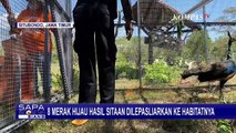 BKSDA dan Tim Gabungan Lepasliarkan 8 Burung Merak Hijau Hasil Sitaan