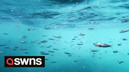 Rare footage shows how the population of the 'world's most expensive fish' Bluefin tuna has boomed off Britain