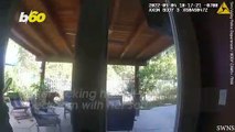 Must-see Video! Beware the Big Bad Bear Burglar!