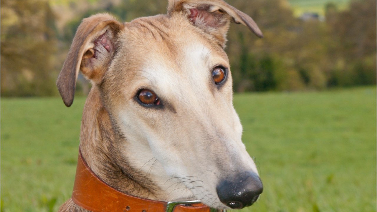 These two dogs overcame heartbreak thanks to their love for each other; now they need a forever home