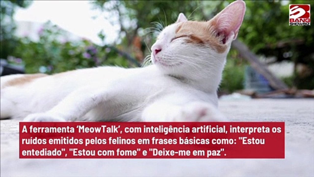 Aplicativo é capaz de ‘traduzir’ miado de gatos para os donos