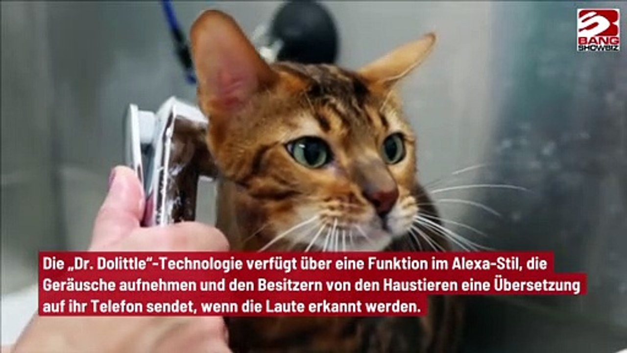 App übersetzt Miauen von Katzen in menschliche Sprache