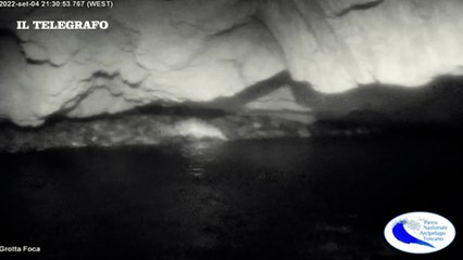 La foca monaca torna a 'soggiornare' Capraia