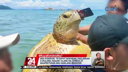 #KuyaKimAnoNa?: Mga pawikan, 'di dapat hawakan, paglaruan o ikulong; maaari silang ma-stress at maapektuhan ang kanilang behavior | 24 Oras