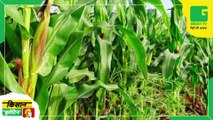 Kisan Bulletin मक्का की व्यवसायिक खेती को बढ़ावा देने में जुटी सरकार | ICAR-IIMR ने जारी की 4 हाईब्रिड किस्में