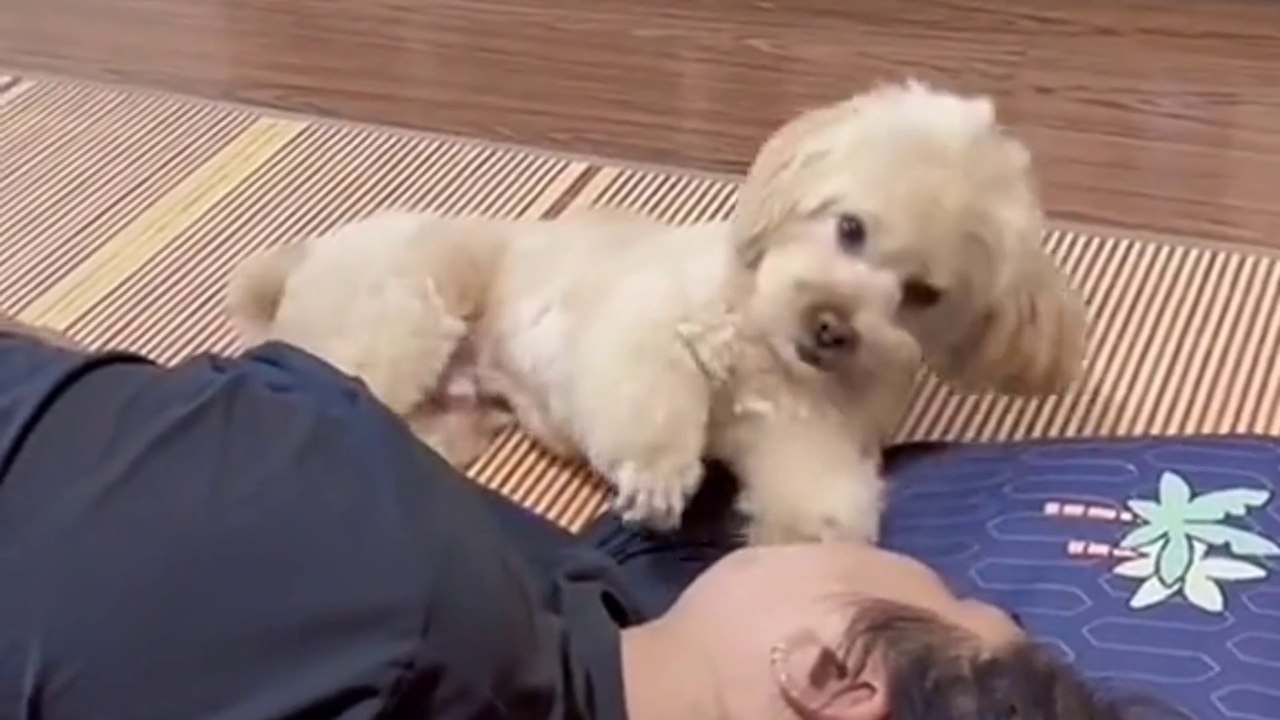 Seeing cute puppy behavior automatically wants to laugh