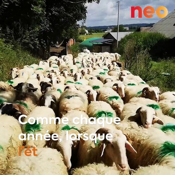 Comme chaque année, ce berger organise la transhumance de ses brebis
