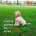 Top 5 des chiens préférés des Français
