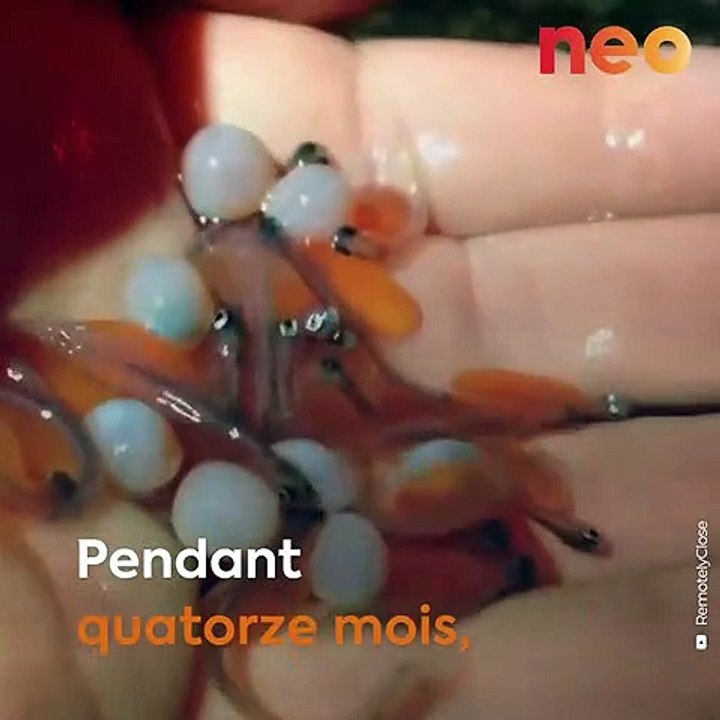 L'unique saumon de France élevé en pleine mer est normand