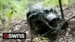 Hair-raising moment an alligator charges and hisses at a man walking alone in Florida