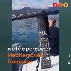 Une baleine grise aperçue pour la première fois sur les côtes française de la Méditerranée