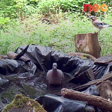 Cet apiculteur a filmé des animaux rares, difficiles à approcher, près de son abreuvoir pour abeilles