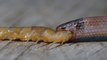 L'un des serpents les plus rares d’Amérique retrouvé mort étouffé par un mille-pattes géant