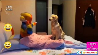 Best Cat and Dog Funny Videos, Funny Dog, Funny Cat