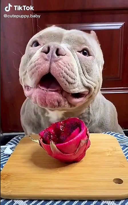 Cute Dog
