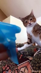 Cats will tell you if they like something