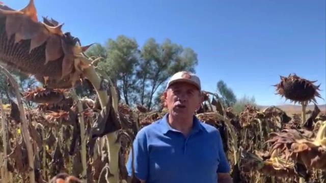 Bursa haberi! Yıldırım Kaya'dan Ayçiçeği Alım Fiyatına Tepki: Dağ Fare Doğurdu, Çiftçi Perişan Edildi