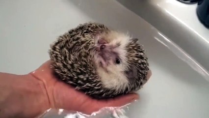 Hedgehog Boat