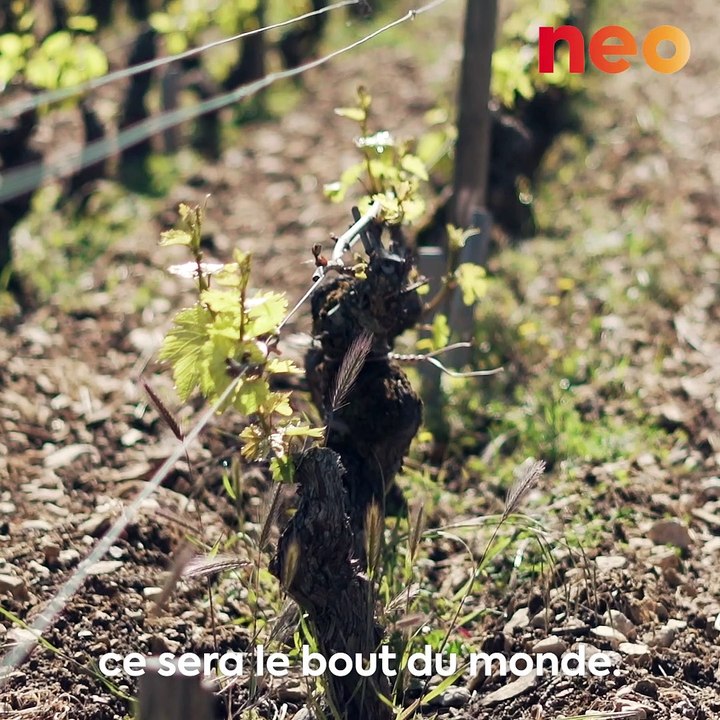 À cause du gel, certains grands vins de ce vigneron ne verront pas le jour