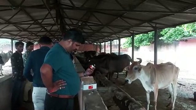 Lumpy Virus- प्रदेश में 10 लाख से अधिक पशुधन संक्रमित, 46 हजार से अधिक पशुधन की मौत