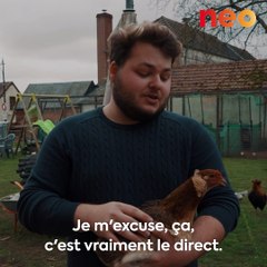 Louis élève des poules qui pondent des œufs colorés