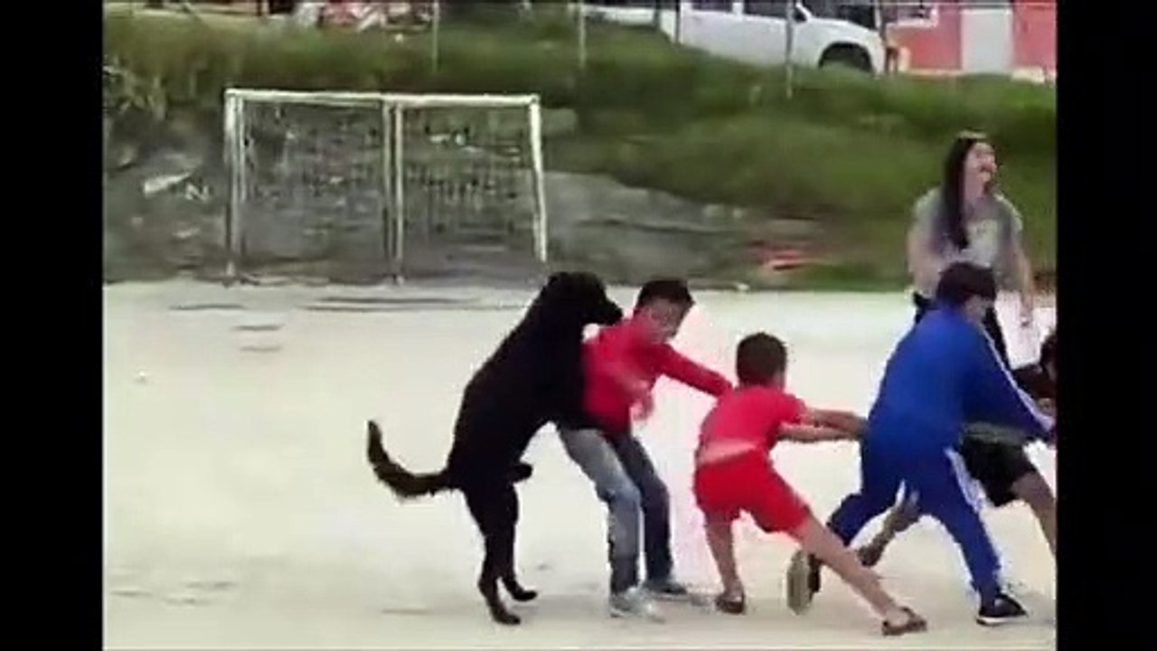 Ce chien est toujours prêt à aider... Même en tir à la corde