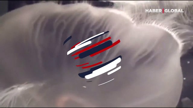 Dünyayı hayrete düşüren araştırma: İşte ölümsüz olduğu söylenilen canlının görüntüsü