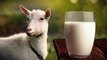 बकरी का दूध पीने से क्या होता है | बकरी का दूध पीने के फायदे | Boldsky *Entertainment