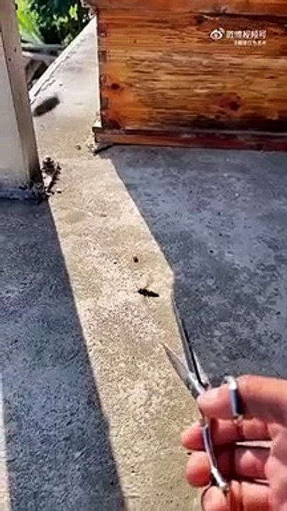 Apiculteur vs Frelon