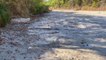Des pas de dinosaures dans une rivière asséchée (Texas)