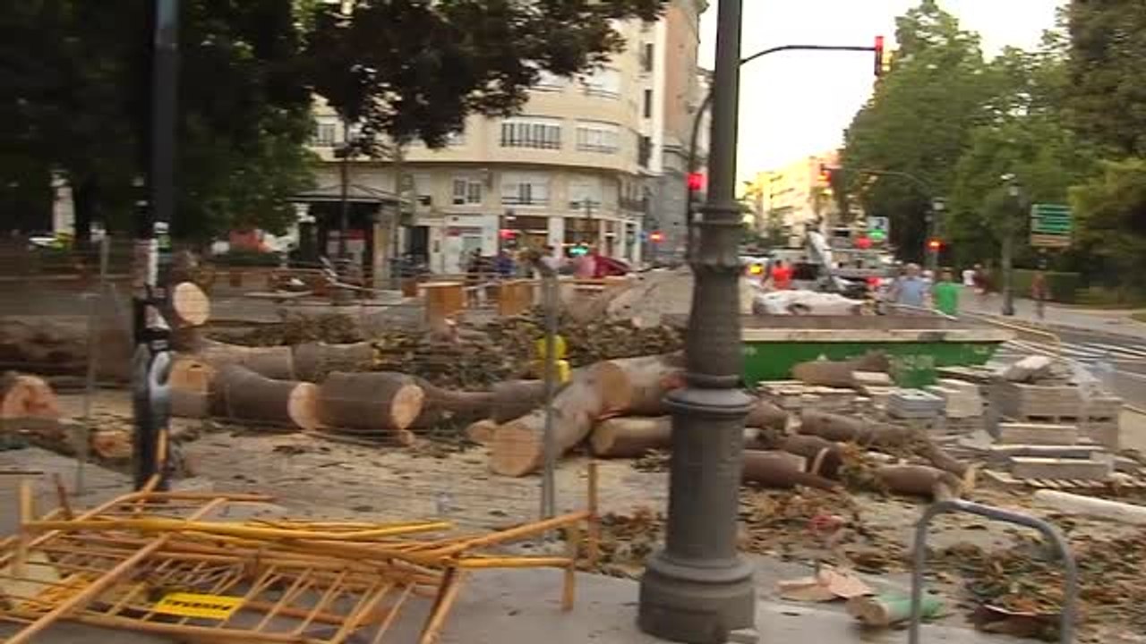 Cae parte de un ficus de grandes dimensiones en una plaza de Valencia