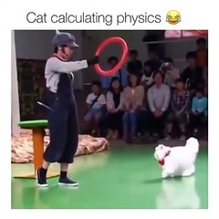 Cat Calculating Physics