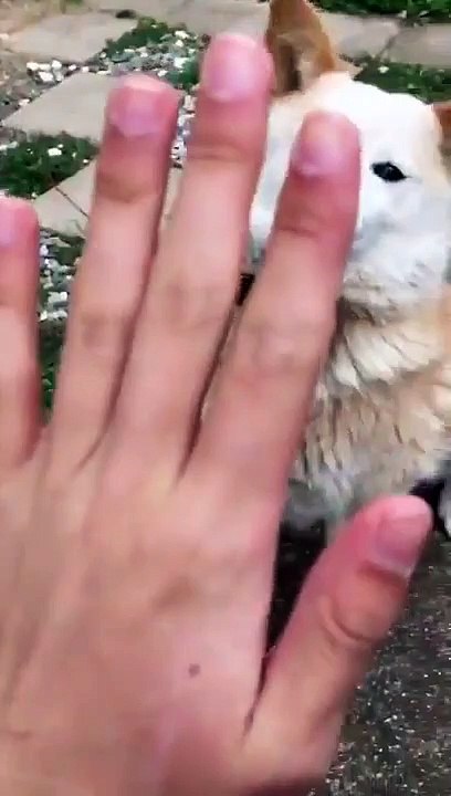 Funny Dog Video