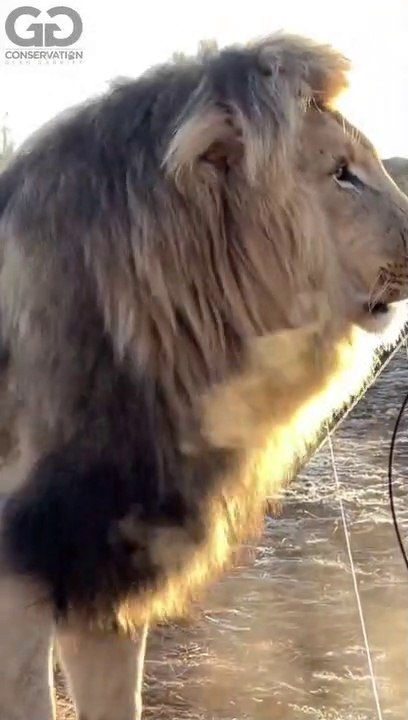 lion in forest hunting,  the lion in the forest goes roar, catching lion in forest,