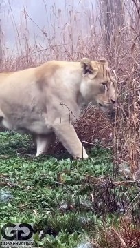 lion in forest hunting, the lion in the forest goes roar, catching lion in forest, lions are sitting on a sled, lion hunter killed by lion, lion roar in forest, lion in forest fight,