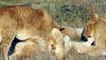 Do lions and lionesses stay together?, Who is more powerful lion or lioness?, Are lion afraid of Lioness?, why male lions and lionesses to help them survive, lion and lioness love story, why male lions need lionesses to help them survive,