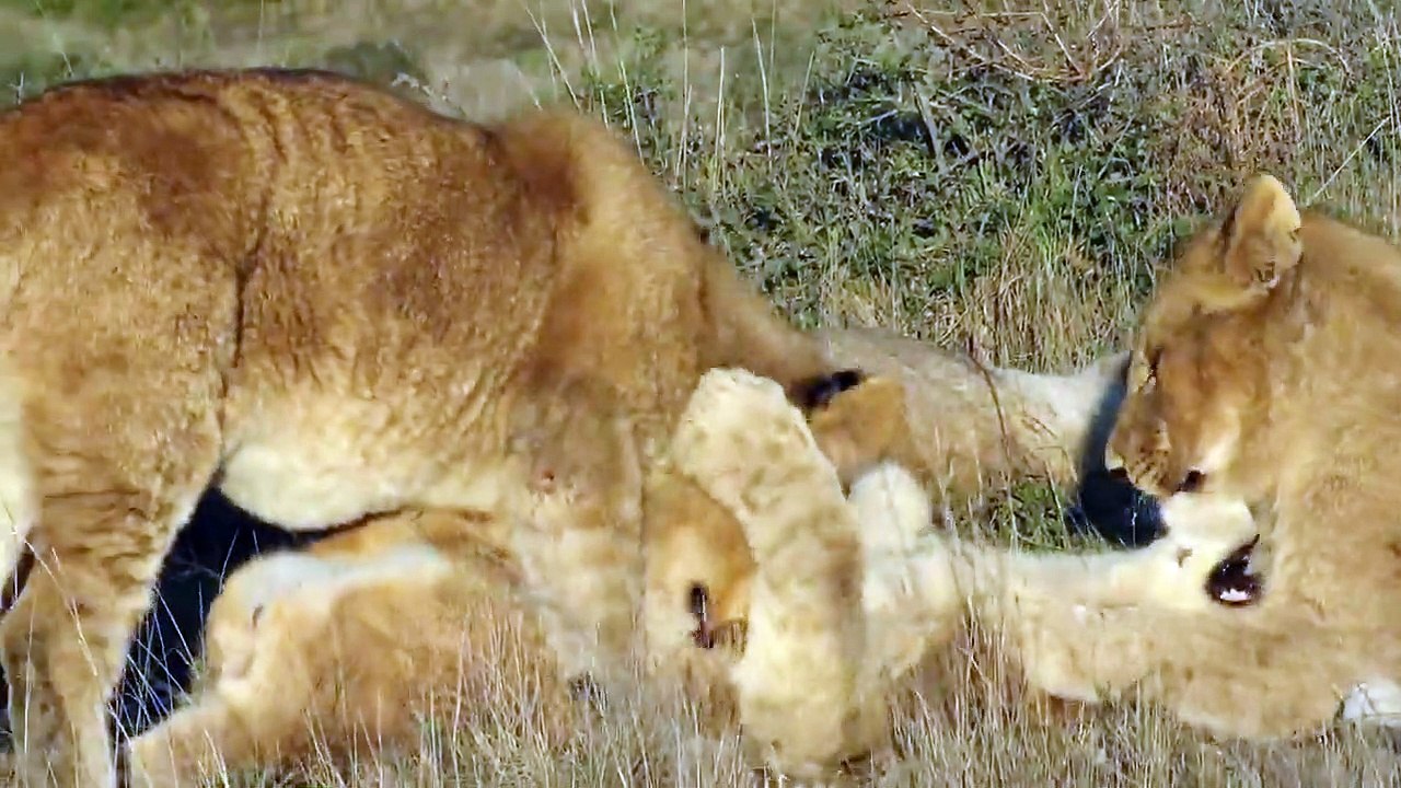 Do lions and lionesses stay together?, Who is more powerful lion or lioness?, Are lion afraid of Lioness?, why male lions and lionesses to help them survive, lion and lioness love story, why male lions need lionesses to help them survive,