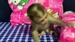 cute monkey baby, monkey and human baby, baby monkey videos cute, monkey love human,
