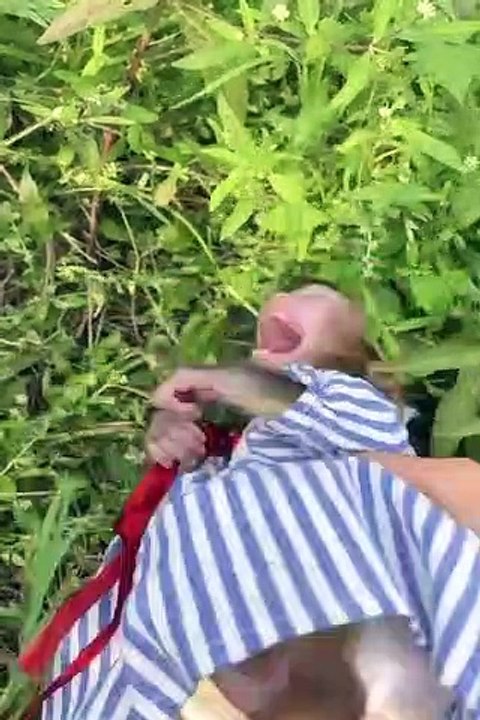 lady care monkey, monkey play with lady, monkey baby care video, monkey baby and humanbaby monkey videos cute, cute monkey baby playing,cute monkey baby playing, monkey babies funny videos,monkey love human baby monkey and cat video monkey and human love,