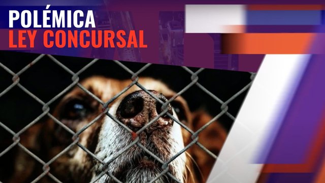 La Ley Concursal mete de rondón que una amenaza de maltrato animal es suficiente para perder la custodia de los hijos