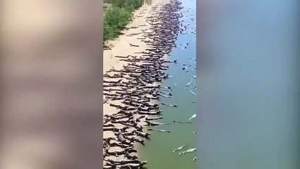 Korkutan görüntüler: Onlarca timsah kıyıya çıktı