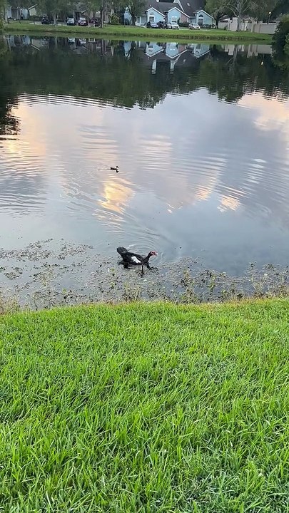 Helping a Duckling Return to Mother That was Caught by Weimaraner