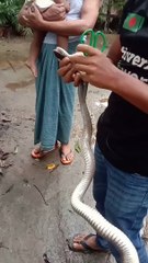 Guys Work Together to Rescue Rat Snake Stuck in Net